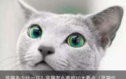 蓝猫多少钱一只？蓝猫怎么养的10大要点（蓝猫价格多少钱一只幼猫）