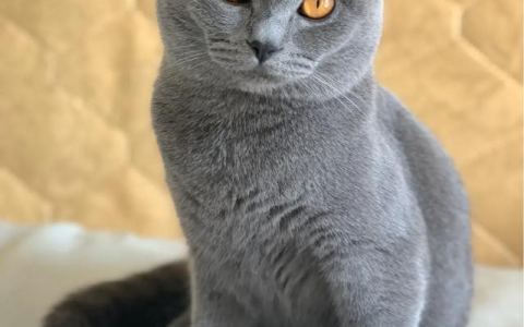 养一只英短蓝猫需要花多少钱：新手养猫的呕心沥血经验总结（养英短蓝猫一个月的花费）