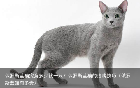 俄罗斯蓝猫究竟多少钱一只？俄罗斯蓝猫的选购技巧（俄罗斯蓝猫有多贵）