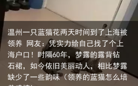 温州一只蓝猫花两天时间到了上海被领养 网友：凭实力给自己找了个上海户口！（领养的蓝猫怎么培养感情）