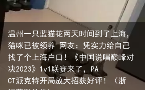 温州一只蓝猫花两天时间到了上海，猫咪已被领养 网友：凭实力给自己找了个上海户口！（浙江蓝猫价格）