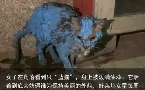 女子在角落看到只“蓝猫”，身上被泼满油漆：它活着到底会妨碍谁（家里的蓝猫袭击人怎么办）