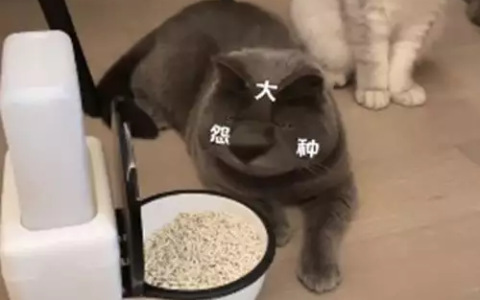 小伙托老妈帮忙喂猫，不久收到视频后语塞了：老妈也太不靠谱了吧（请人喂猫）