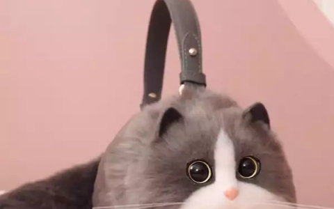 这么可爱的猫猫包哪个女孩子不喜欢呀（猫猫包袋加盟）