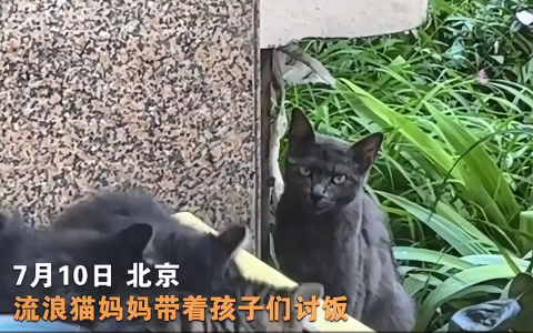 流浪猫带着幼崽来讨食，自己不吃让小猫先吃：再饿也要紧着孩子们（喂流浪猫不吃东西）