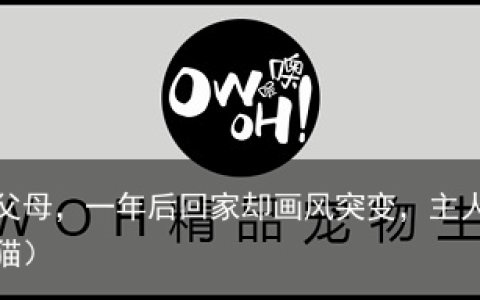 买了一只蓝猫送父母，一年后回家却画风突变，主人：这是啥玩意？（1500买了只蓝猫）
