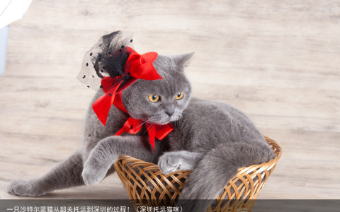 一只沙特尔蓝猫从韶关托运到深圳的过程！（深圳托运猫咪）