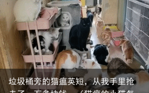 垃圾桶旁的猫瘟英短，从我手里抢走了一万多块钱…（猫瘟的小猫怎么处理干净）