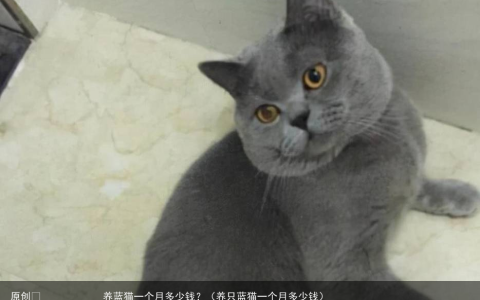 养蓝猫一个月多少钱？（养只蓝猫一个月多少钱）