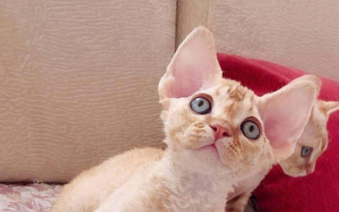 德文卷毛猫多少钱一只？（德文卷毛猫的价格）