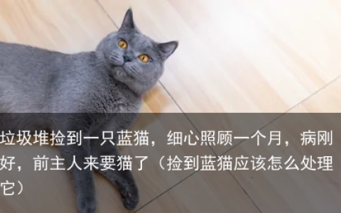垃圾堆捡到一只蓝猫，细心照顾一个月，病刚好，前主人来要猫了（捡到蓝猫应该怎么处理它）