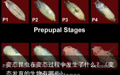 变态昆虫在变态过程中发生了什么？（变态发育的生物有哪些）