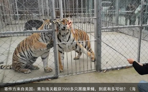 寄件方来自美国：青岛海关截获7000多只黑腹果蝇，到底有多可怕？（海关查出果蝇怎么赔偿）