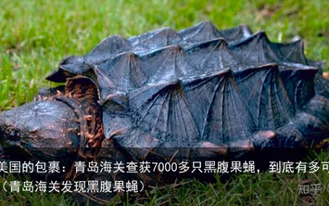 来自美国的包裹：青岛海关查获7000多只黑腹果蝇，到底有多可怕？（青岛海关发现黑腹果蝇）