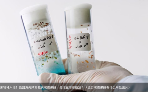 又见外来物种入侵！我国海关频繁截获黑腹果蝇，是谁在恶意投放？（进口黑腹果蝇有什么用处图片）