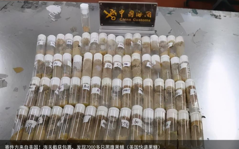 寄件方来自美国！海关截获包裹，发现7000多只黑腹果蝇（美国快递果蝇）