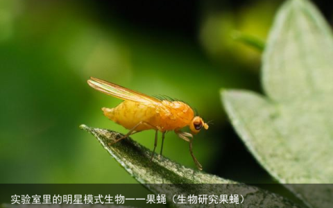 实验室里的明星模式生物一一果蝇（生物研究果蝇）