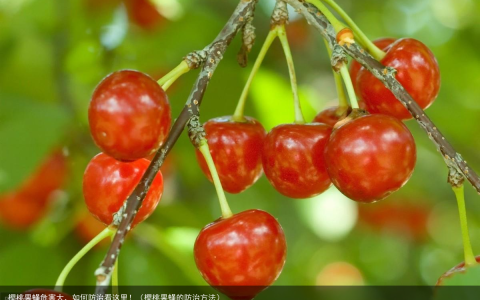 樱桃果蝇危害大，如何防治看这里！（樱桃果蝇的防治方法）