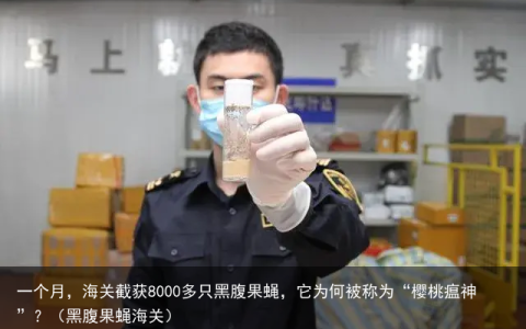 一个月，海关截获8000多只黑腹果蝇，它为何被称为“樱桃瘟神”？（黑腹果蝇海关）