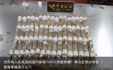 为何有人从美国向国内邮寄7000只黑腹果蝇？事出反常必有妖（黑腹果蝇是什么?）