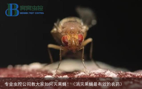 专业虫控公司教大家如何灭果蝇！（消灭果蝇最有效的农药）