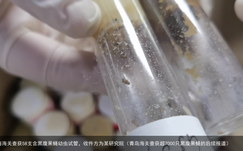 上海海关查获58支含黑腹果蝇幼虫试管，收件方为某研究院（青岛海关查获超7000只黑腹果蝇的后续报道）