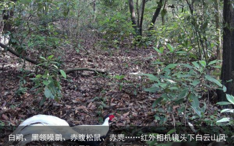 白鹇、黑领噪鹛、赤腹松鼠、赤麂……红外相机镜头下白云山风景名胜区的众多“精灵”（赤腹松鼠保护级别）