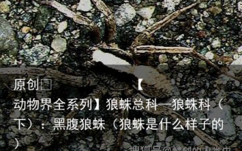 狼蛛总科—狼蛛科（下）：黑腹狼蛛（狼蛛是什么样子的）