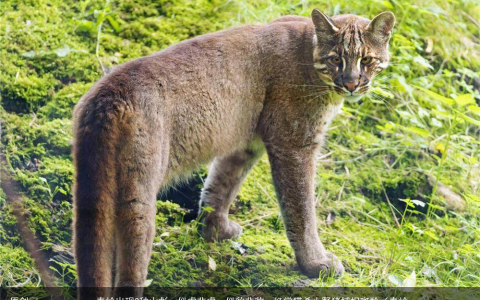 秦岭出现3种山彪，似虎非虎，似豹非豹，经常猎杀小野猪捕捉斑羚