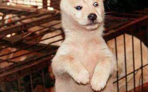 馋狗不长命，屠狗毒狗贩腹更黑，拒绝吃狗肉，你会更有灵性（馋猫馋狗零食）