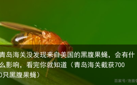 青岛海关没发现来自美国的黑腹果蝇，会有什么影响，看完你就知道（青岛海关截获7000只黑腹果蝇）