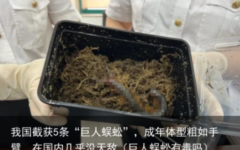 我国截获5条“巨人蜈蚣”，成年体型粗如手臂，在国内几乎没天敌（巨人蜈蚣有毒吗）