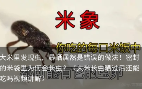大米里发现虫，暴晒居然是错误的做法！密封的米袋里为何会长虫？（大米长虫晒过后还能吃吗视频讲解）