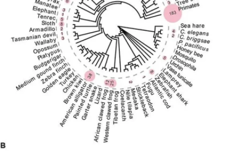 研究揭示动物中DNA转座子通过两种机制介导基因重复（dna的转座）