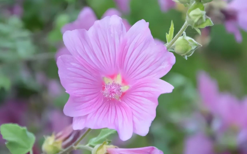 生肖兔哪个月份出生最好命 属兔生在几月份最好（属相兔出生在几月比较好）