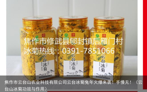 焦作市云台山农业科技有限公司云台冰菊兔年火爆来袭！手慢无！（云台山冰菊功效与作用）