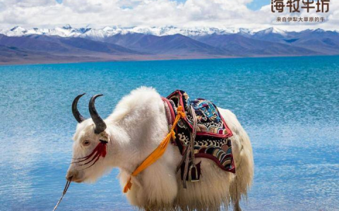 牦牛分布在哪些国家？牦牛肉是哪个省的？（牦牛所在地区）