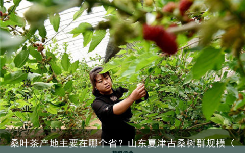 桑叶茶产地主要在哪个省？山东夏津古桑树群规模（桑叶茶厂家批发）