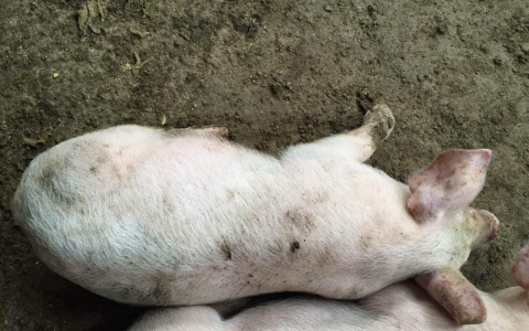 猪口蹄疫的治疗方法用什么药？猪口蹄疫症状及治疗方法，快学习！(猪口蹄疫最佳治疗方案)