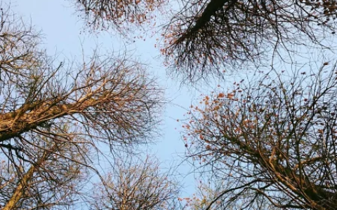 安卓手机从抖音保存的视频存在哪里（安卓抖音视频怎么删除掉）