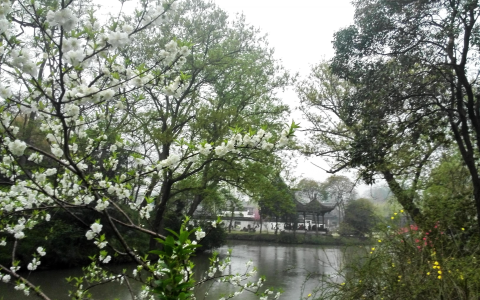 烟花三月，为何要“下扬州”？（烟花三月下扬州还是烟花三月下扬州）