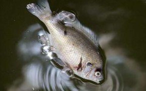 甲状腺结节就是肝血脏了，手术盛行后再无穷医生，只有穷病人(甲状腺结节是肝不好吗)