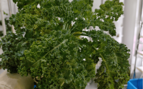 如何在室内水培种植羽衣甘蓝？这些方法很实用！(盆栽羽衣甘蓝的种植方法视频)