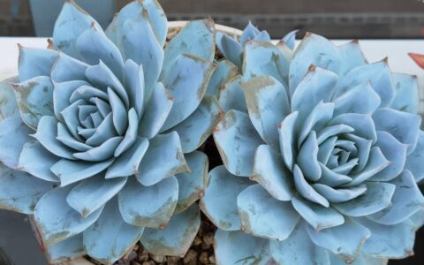 给儿女买房，房本一定要加上父母名字，其中隐情，你都知道吗？