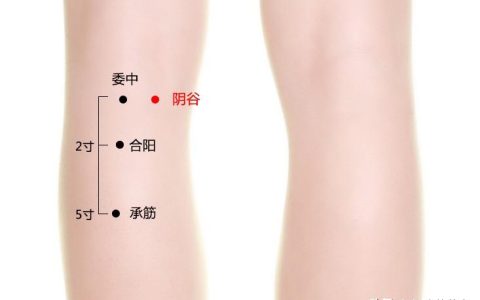 阴谷穴：滋肾阴温肾阳，调理肾气-阴谷的位置和功效与作用