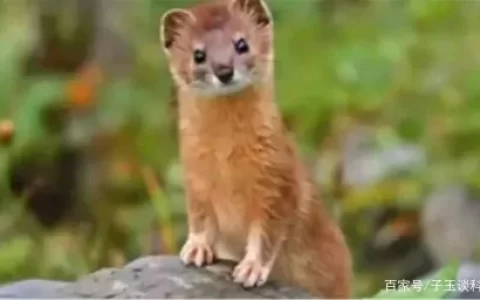 为何老人总说黄鼠狼不能杀？科学表明，并非迷信，是真的不能杀-科学表明黄鼠狼真的不能杀