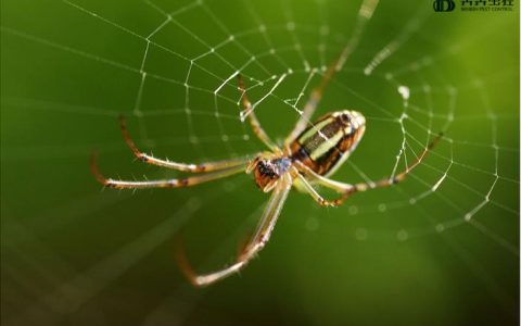 家里出现蜘蛛该怎么办？-家里出现蜘蛛预示什么如何处理