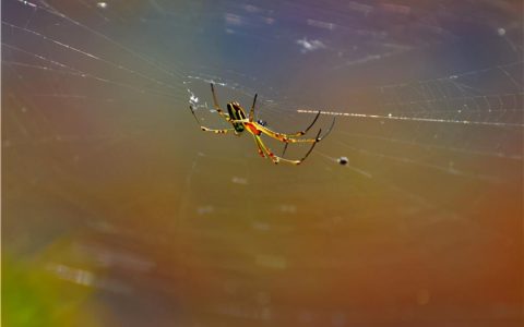 蜘蛛怕什么？家里有蜘蛛怎么办？-家里的大蜘蛛怕什么