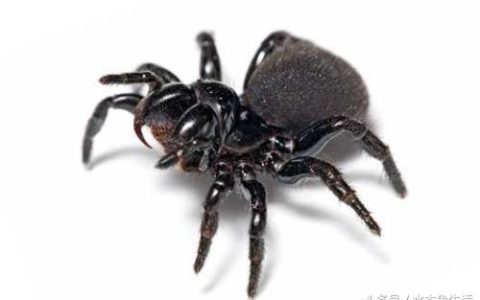 蜘蛛驱赶，这几种方法最有效，教你自制天然无毒驱逐剂！-驱蜘蛛的药物