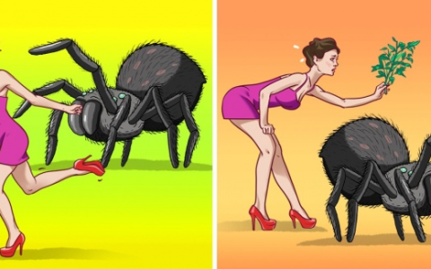 将蜘蛛和昆虫拒之门外的9种方法-蜘蛛怎么弄走